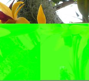 In Pregetter's Orchideengarten