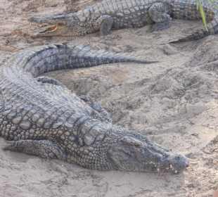 Krokodilfarm in Nähe des Hotels
