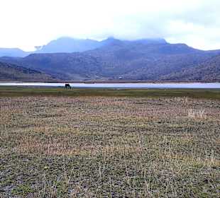 Cotopaxi Nationalpark