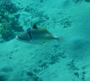 Rotmeerpicassodrücker