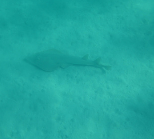 Beim Schnorcheln entdeckt