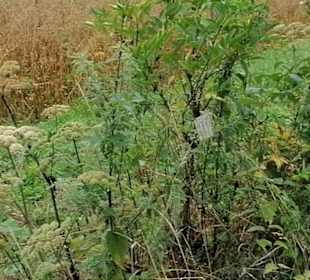 Schaugarten Eninger Weide