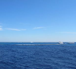 Dolphinhouse