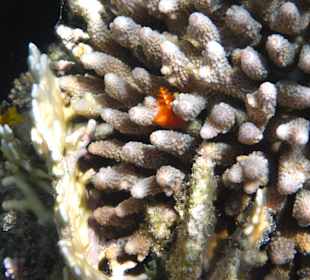 Süd "Weihnachtswurm"