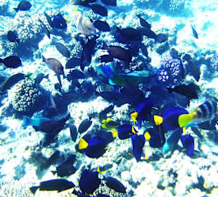 Unterwasserfoto im Hoteleigenem Hausriff