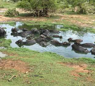 Yala National Park