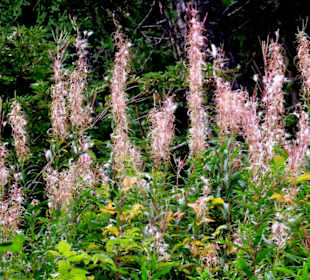 Unscheinbare Blumen am Wegesrand