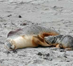 Seal Bay auf Kangaroo Island