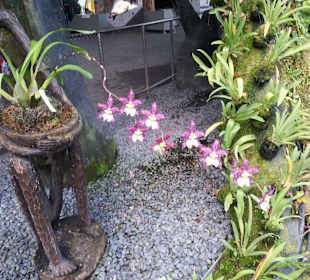 Blumen im Flower Dome