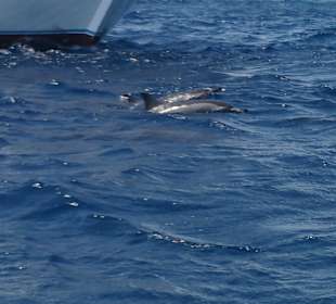 Delfin Tour Makadi Bay