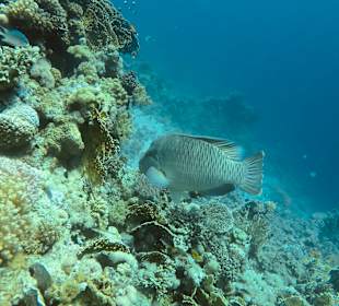 Schnorcheln Sharm el Sheikh