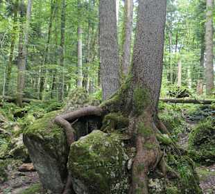 Märchenwald bei Ruhpolding