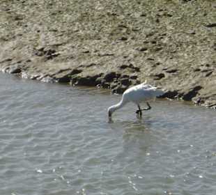 Naturschutzgebiet Ria Formosa Vogelbeobachtung