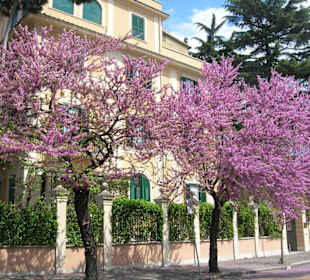 Alberi in fiore