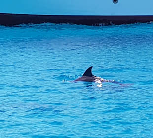 Delfin Tour Makadi Bay