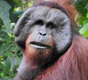 Orang Utan