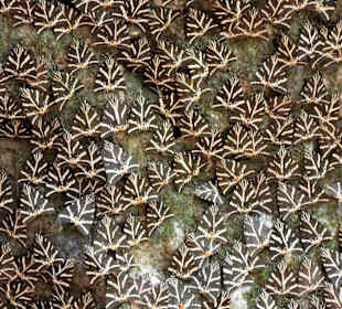 Peta Loudhes / Tal der Schmetterlinge