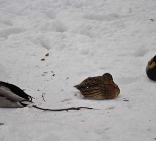Mieszkańcy Łazienek Królewskich