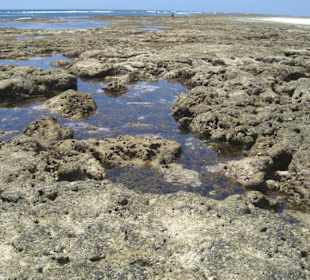 Ausflug Glasbodenboot Diani Beach