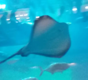 In Dubai Mall Aquarium super
