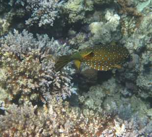 Riff bei der Insel Giftun