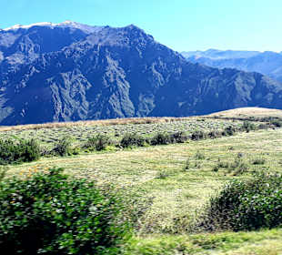 Colca-Canyon