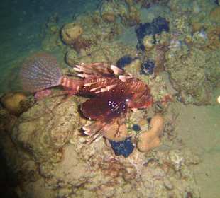 Rotrfeuerfisch Hausriff