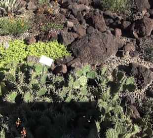 Wüstengarten - Berggarten