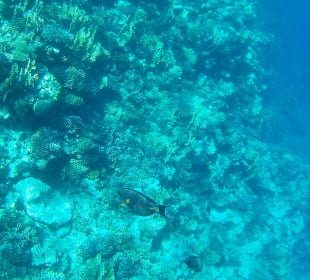 Schnorcheln Makadi Bay