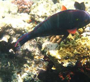 Papageienfisch