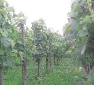 Versuchsgarten mit alten Rebsorten