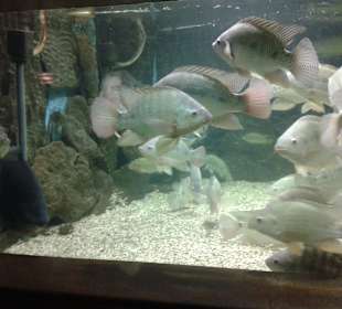 Aquarium in Hurghada