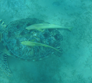Schnorcheln Marsa Alam