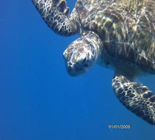 Schildkröte am Hausriff