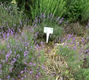 ALB-GOLD Naturgarten