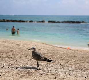 Die schönen Möwen lauern auf Essen der Besucher