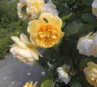 Parkanlage Planten un Blomen