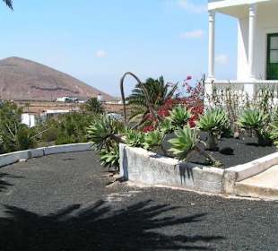 Lanzarote - Jardín de Cactus