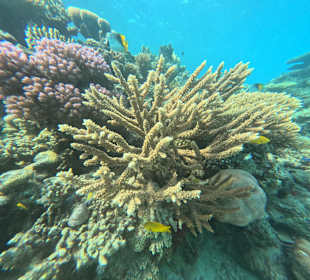 Wunderschöne Korallenriffe