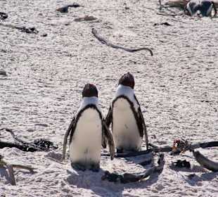 Boulders Beach