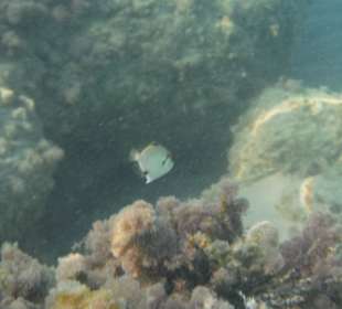 Unterwasseraufnahme am Hausriff