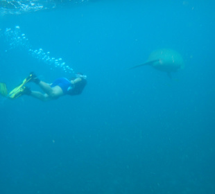 Schnorcheln Berenice