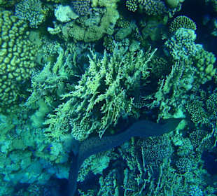 Hausriff Hotel Tulip Resort