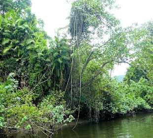 Fahrt auf dem Daintree River