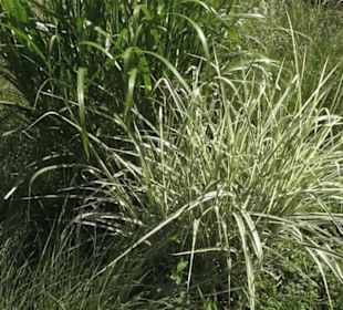 Botanischer Garten der Universität Zürich