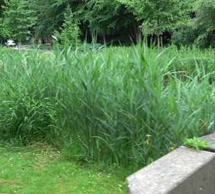 Forellenbächle Glacis Park