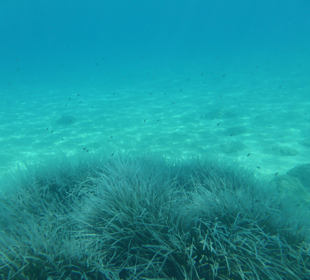 Schnorcheln vor dem Hotel Richtung Nordost