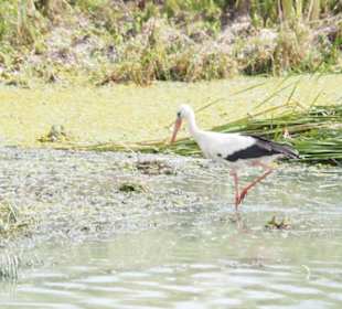 Einzelner Storch