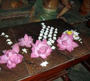 Blüten für Buddha