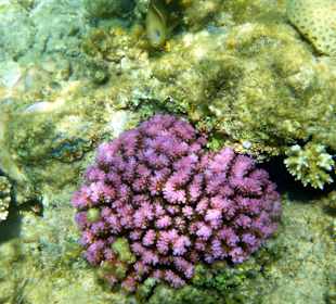 Schöne Unterwasserwelt im seichten Wasser (ca. 120cm tief)